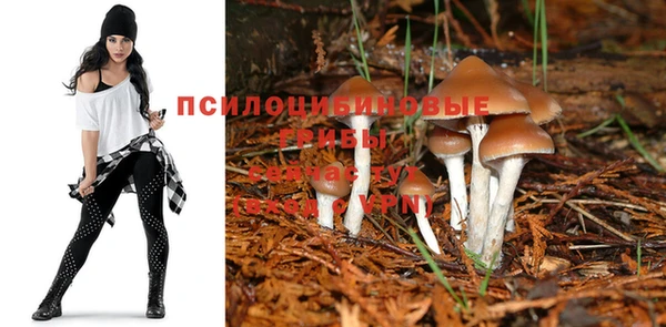 стафф Аркадак
